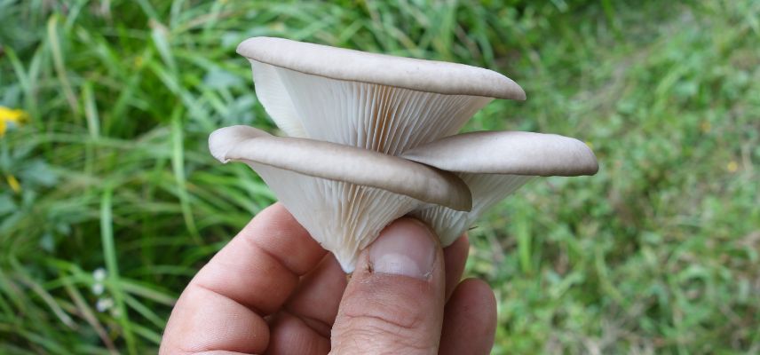 Pleurotus ostreatus