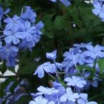 Comment cultiver un Plumbago du Cap en pot ?