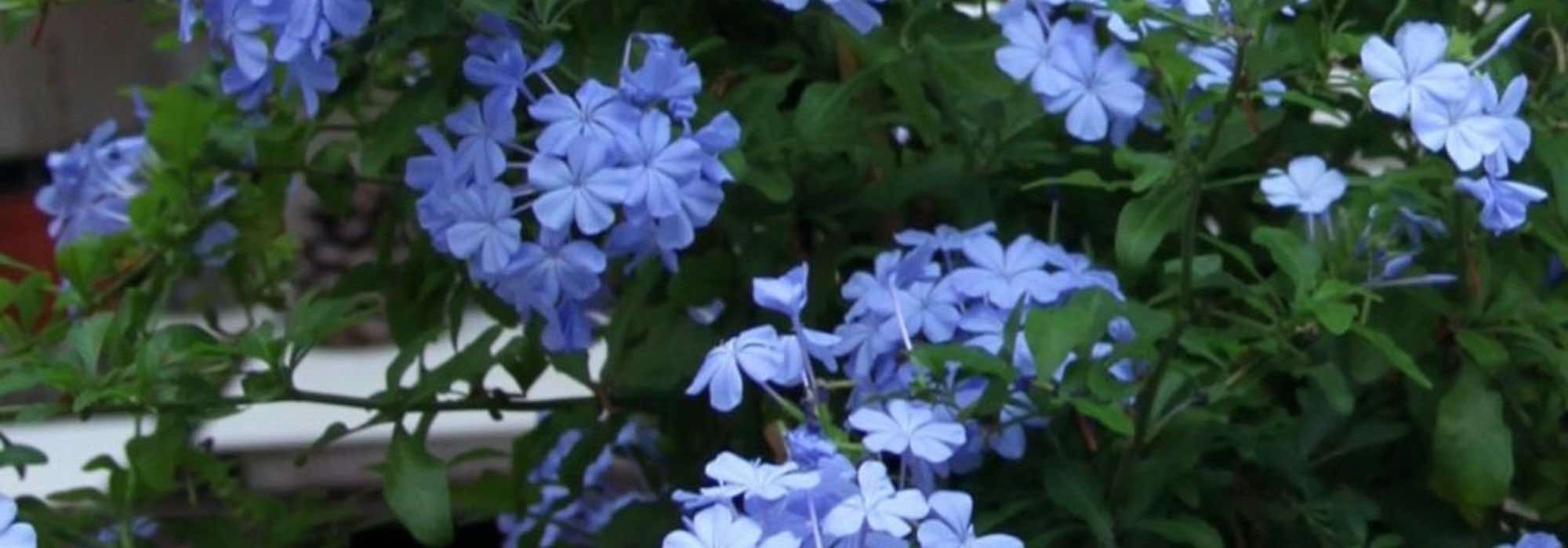 Comment cultiver un Plumbago du Cap en pot ?