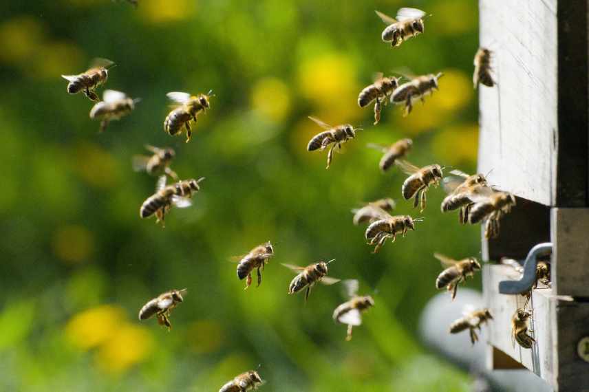 activite pollinisateurs printemps utilite abeilles jardin