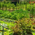 Les différences entre potager bio et potager en permaculture