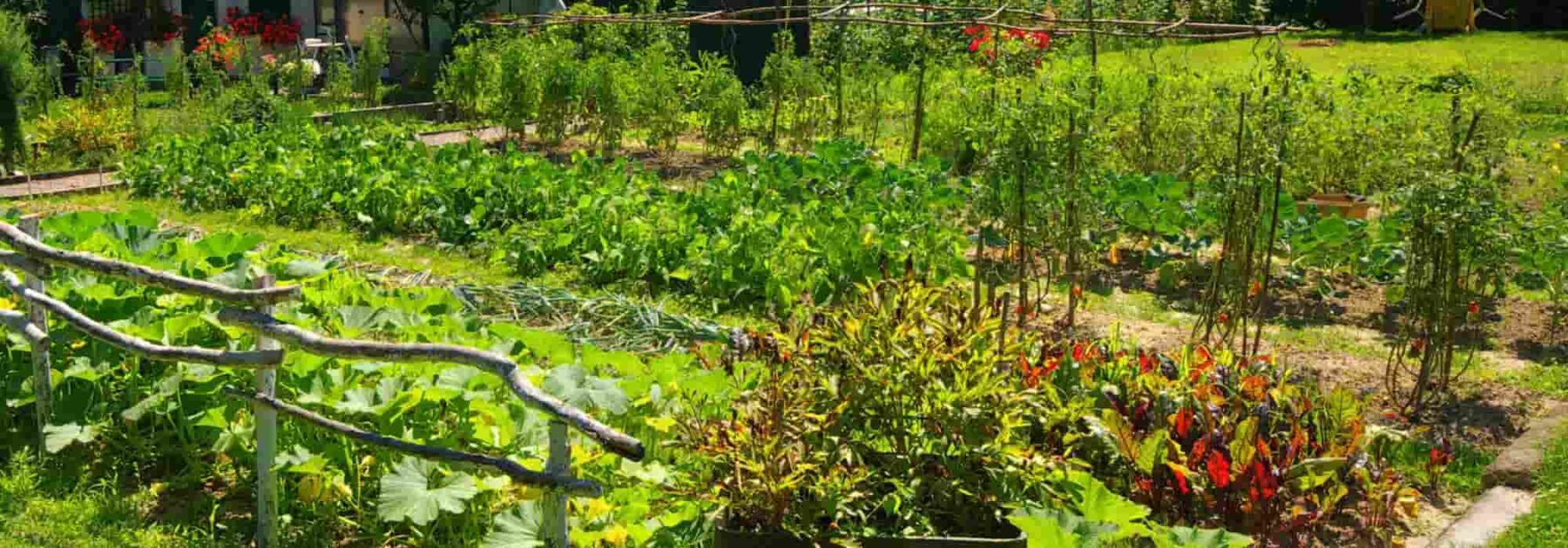 Les différences entre potager bio et potager en permaculture