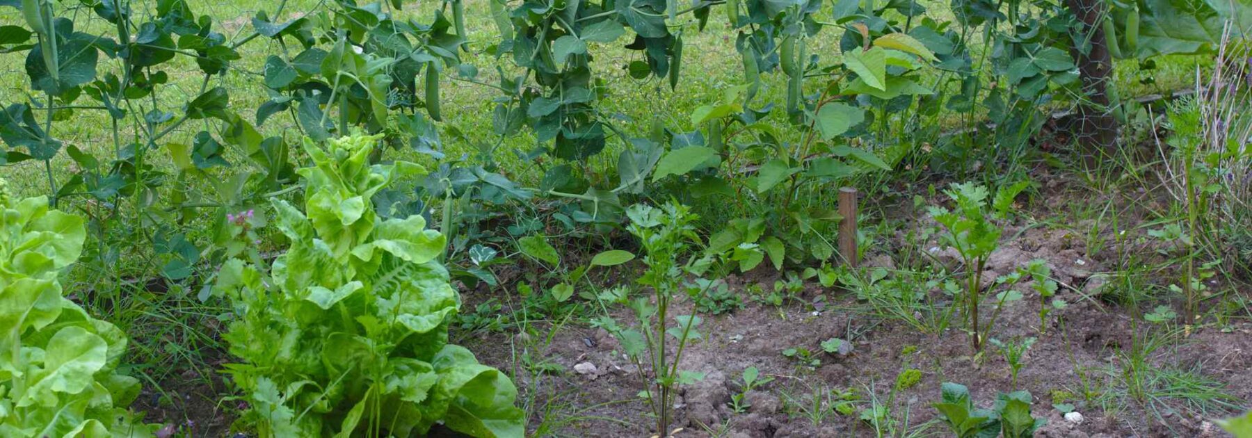 Comment avoir des récoltes abondantes au potager malgré un sol humide ?