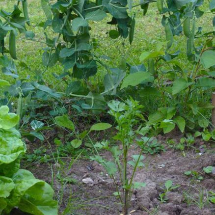 Potager sur terrain humide : les bonnes pratiques - Blog Promesse de fleurs