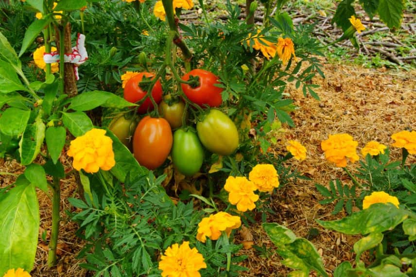 plant tomate bio