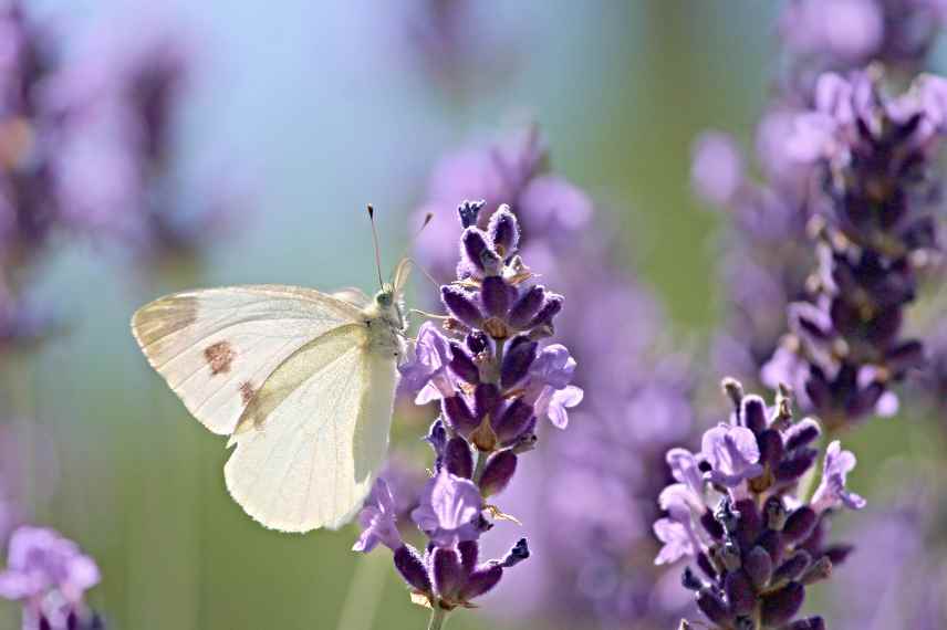 papillons et biodiversite ecosystemes