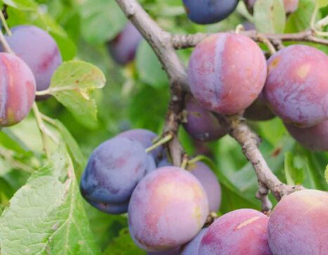 Guide d'achat des meilleurs pruniers - Blog Promesse de fleurs