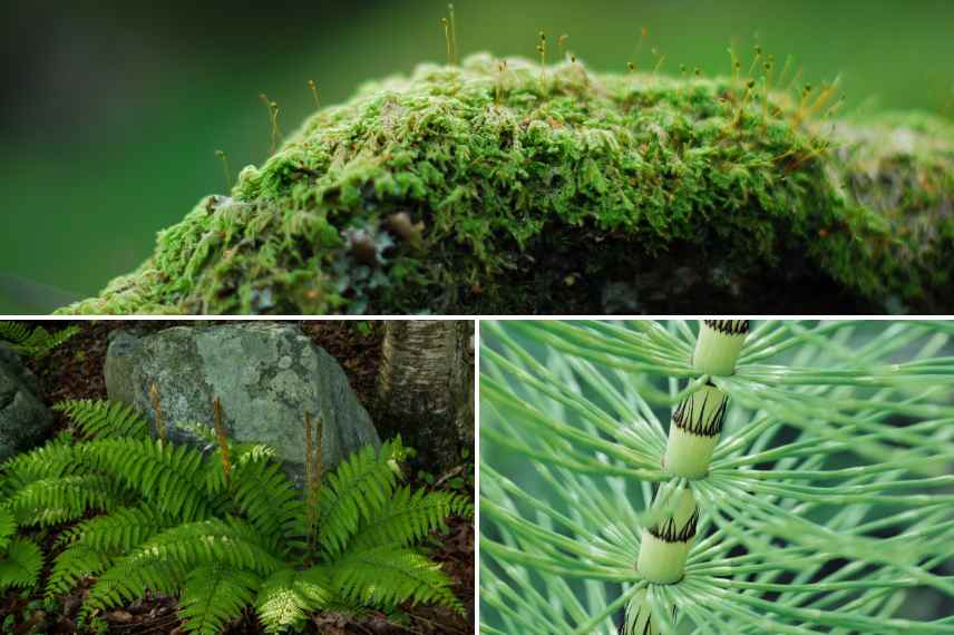 reproduction plantes vegetaux sans fleurs