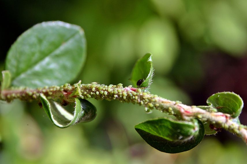 parasites cognassier du japon 