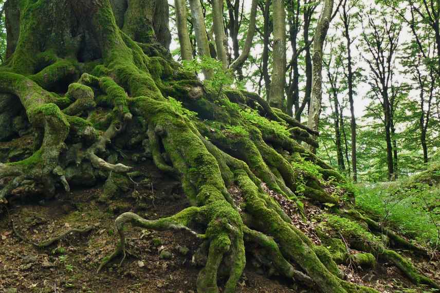 systeme de communication arbres plantes