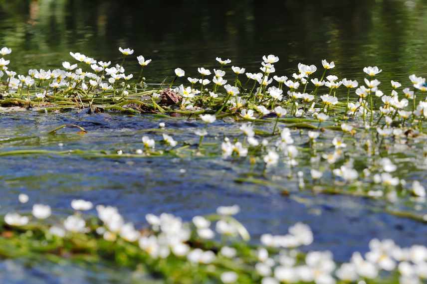 plantes oxygenantes entretien