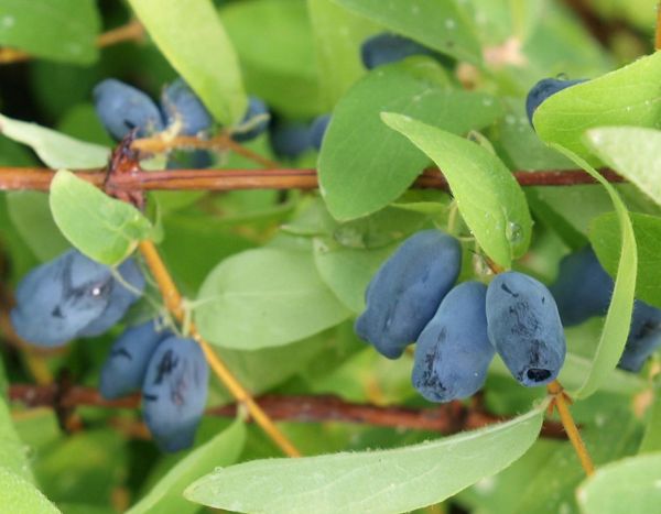 Lonicera caerula