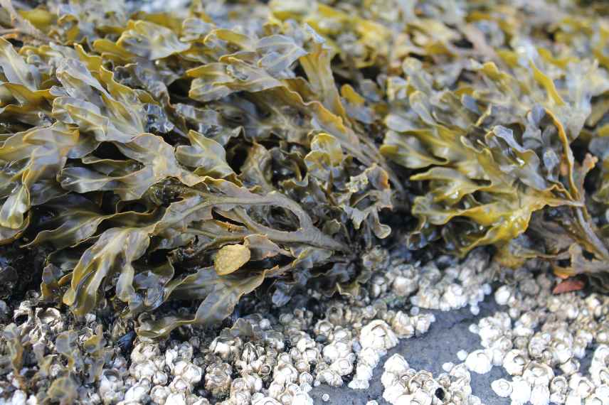systeme principe reproduction des algues
