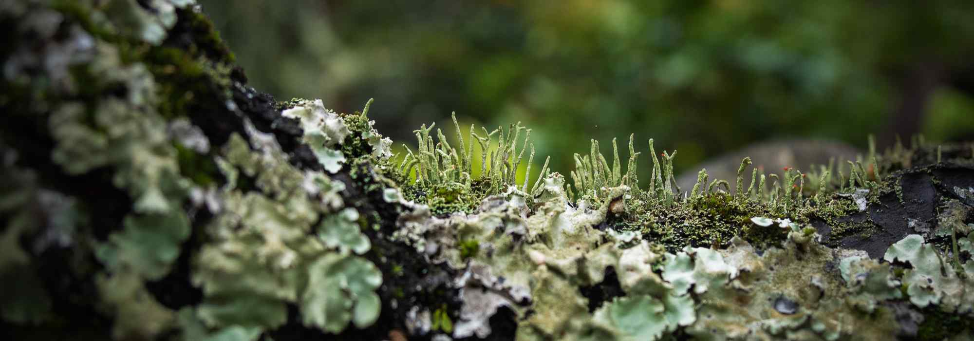 Mousses, fougères… les secrets de la reproduction des plantes sans fleurs
