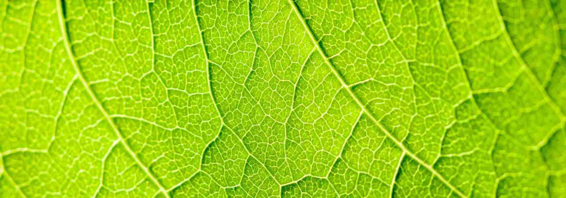 La respiration des plantes : un processus complexe et fascinant