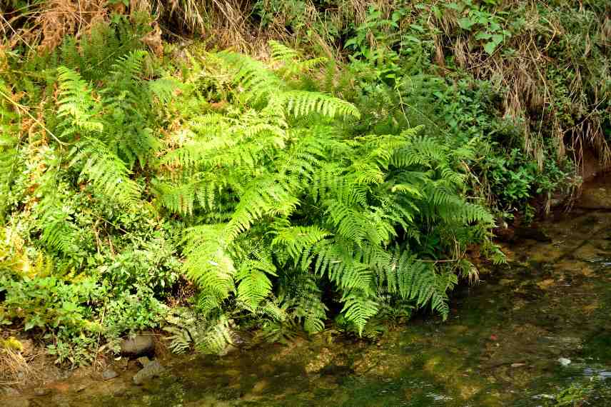 impact ecologique fougeres et mousses