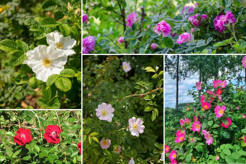 rosiers sauvages, rosiers botaniques