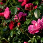 Jardinez au naturel avec les rosiers botaniques et sauvages