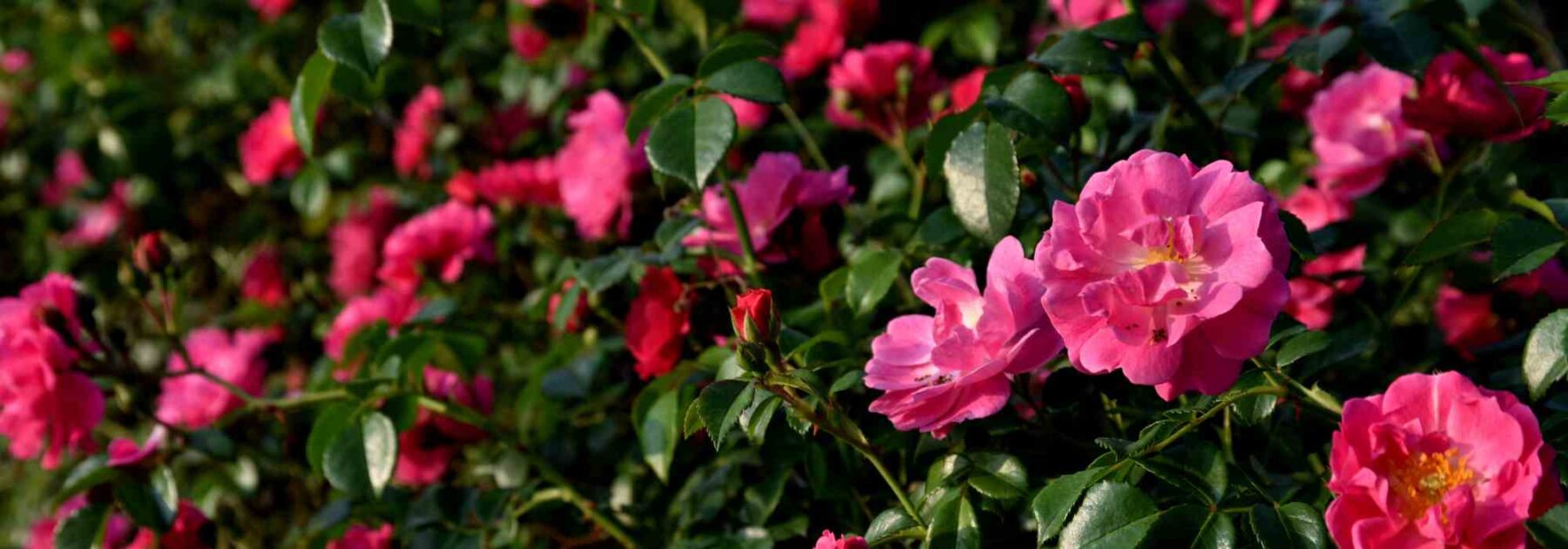 Jardinez au naturel avec les rosiers botaniques et sauvages