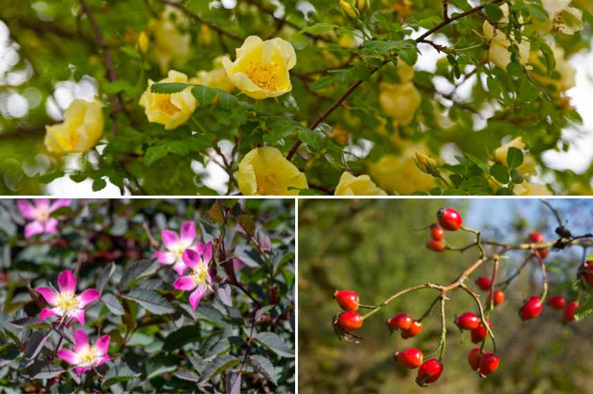 roses sauvages attirent abeilles