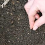 Faire ses propres semis de légumes et de fleurs : la bonne solution pour économiser !