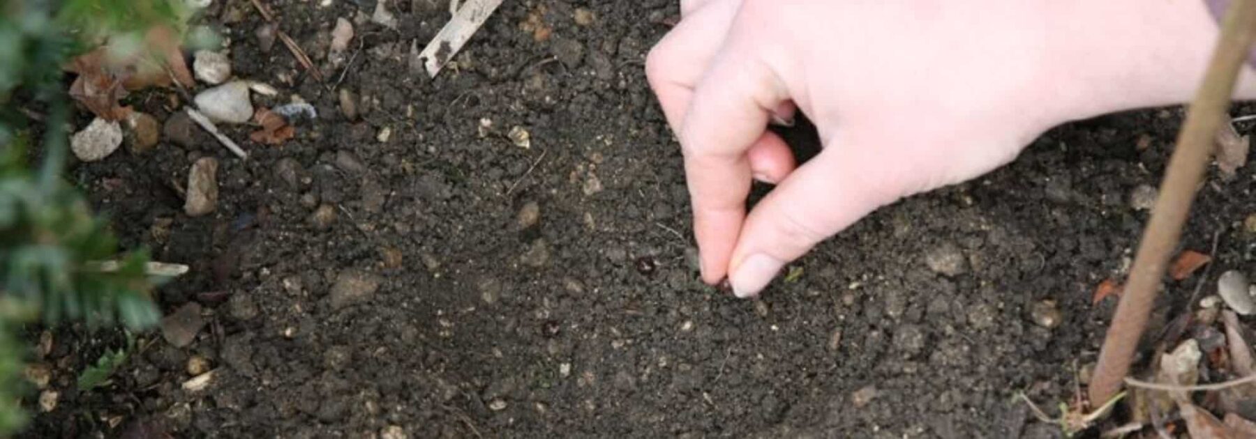 Faire ses propres semis de légumes et de fleurs : la bonne solution pour économiser !