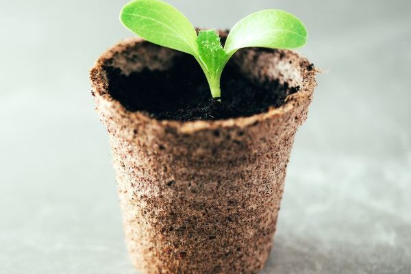 Pots biodégradables : comment bien les utiliser pour les semis ?