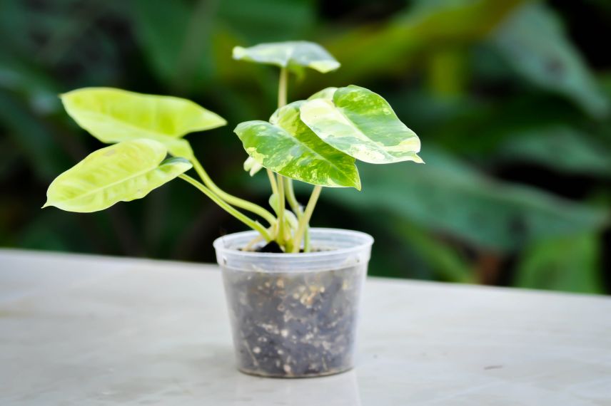 culture et entretien plante interieur