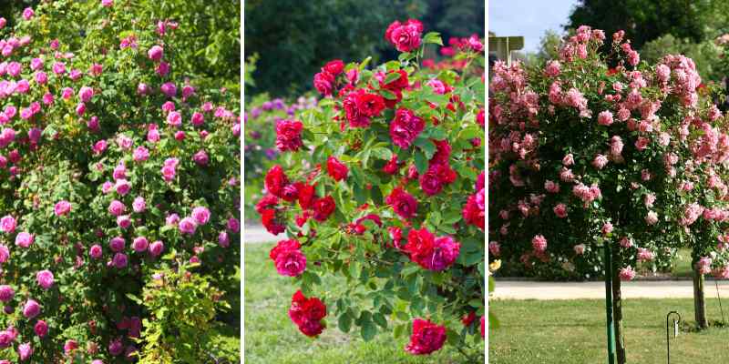 taille selon types formes de rosiers