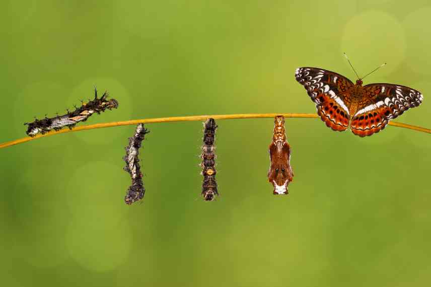 interet ecologique des papillons dans un jardin