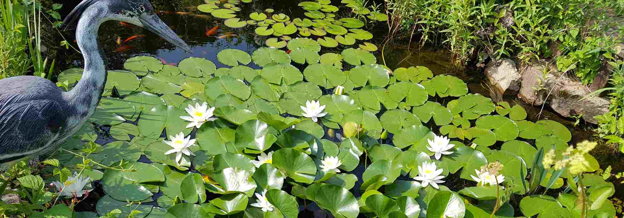 Plantes de bassin : découvrez leur rôle essentiel pour la qualité de l'eau