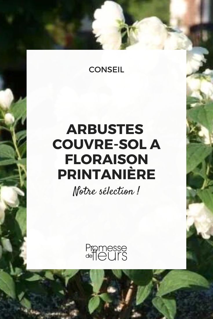 arbustes couvre-sol fleurs printemps