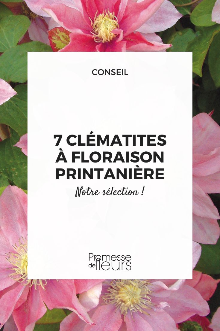 clématite – Clematis 'Little Mermaid'