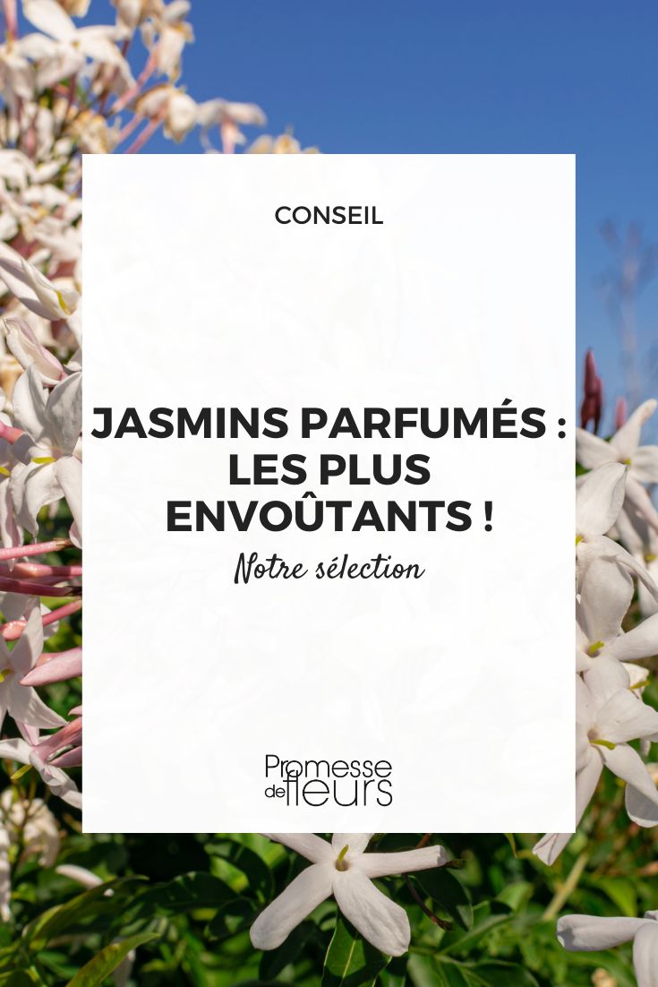 selection jasmins a parfum