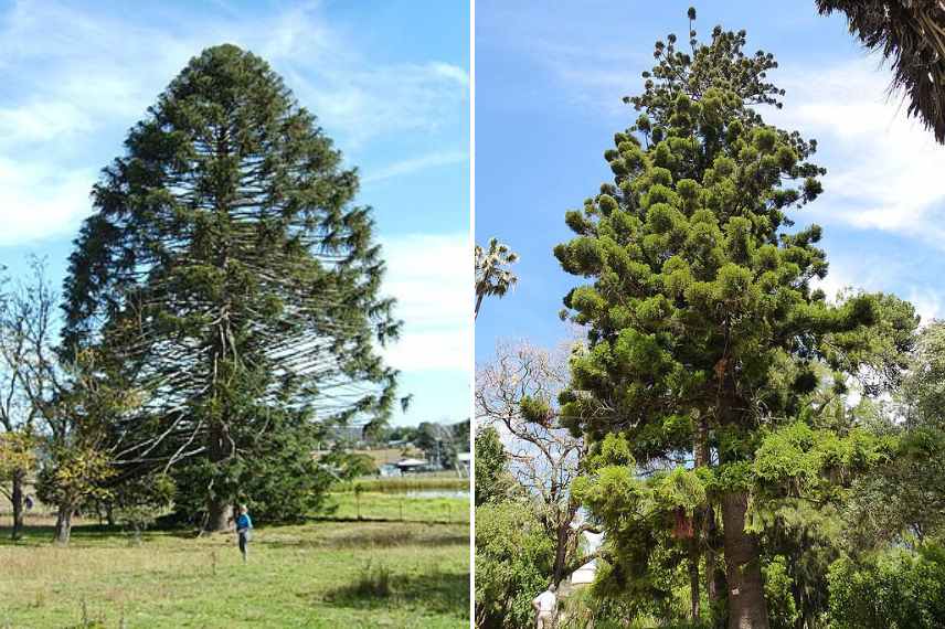 graines pignons comestibles sur quels especes d Araucaria