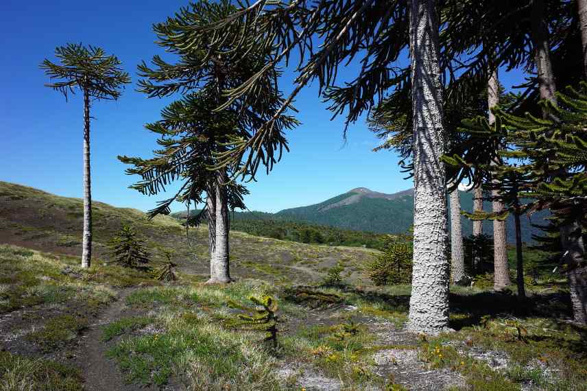 Preservation Araucarias habitat forets