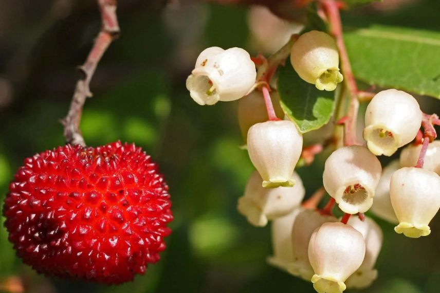 fruit et fleur de l'arbousier