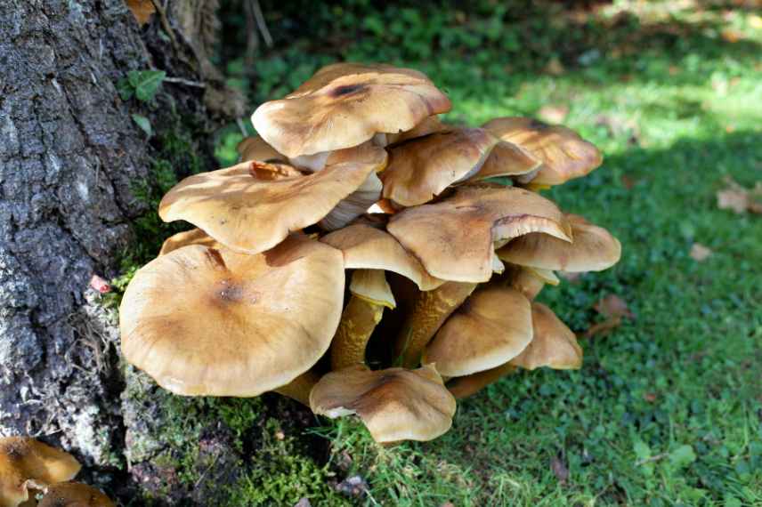 armillaria