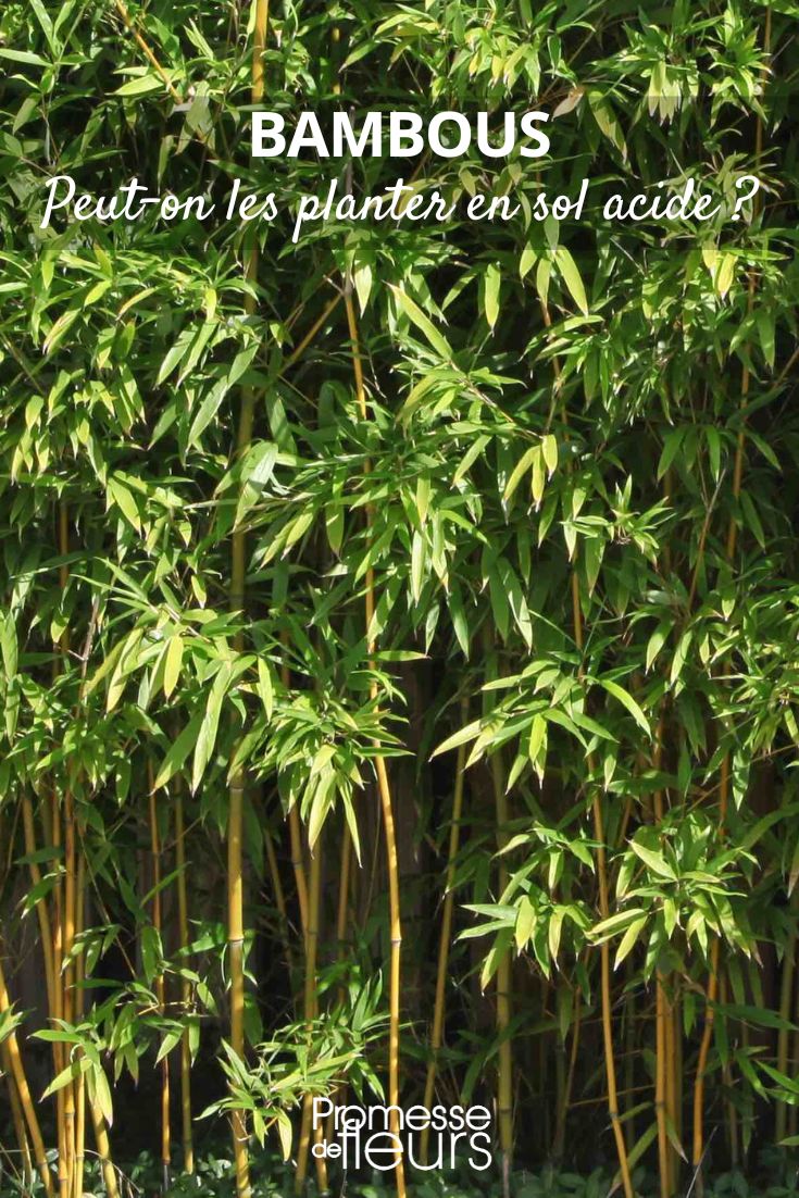 Peut-on planter des bambous en sol acide ?