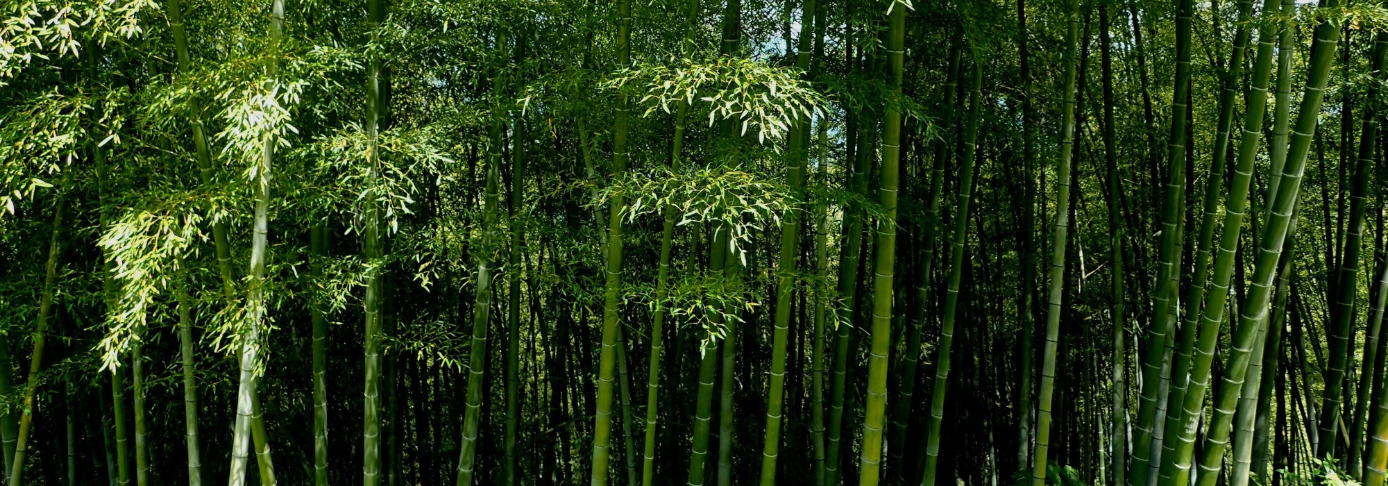 Peut-on planter des bambous en sol acide ?
