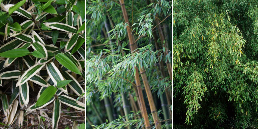 Bambous pour sol acide