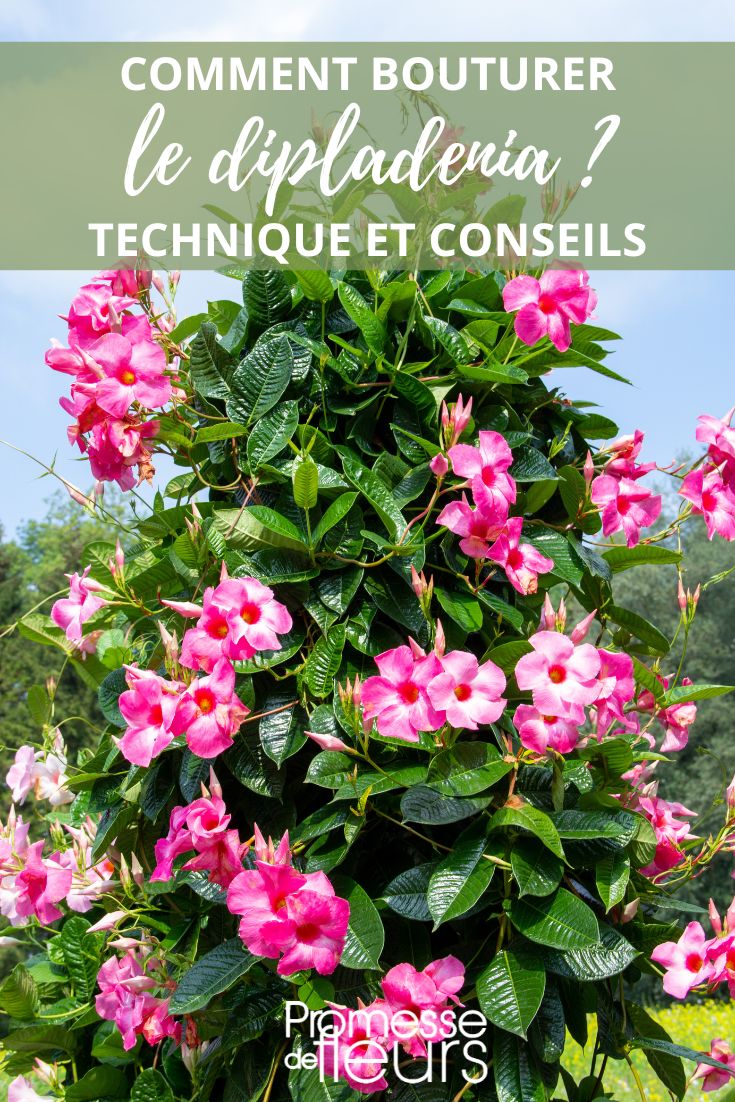 bouturage dipladenia mandevilla