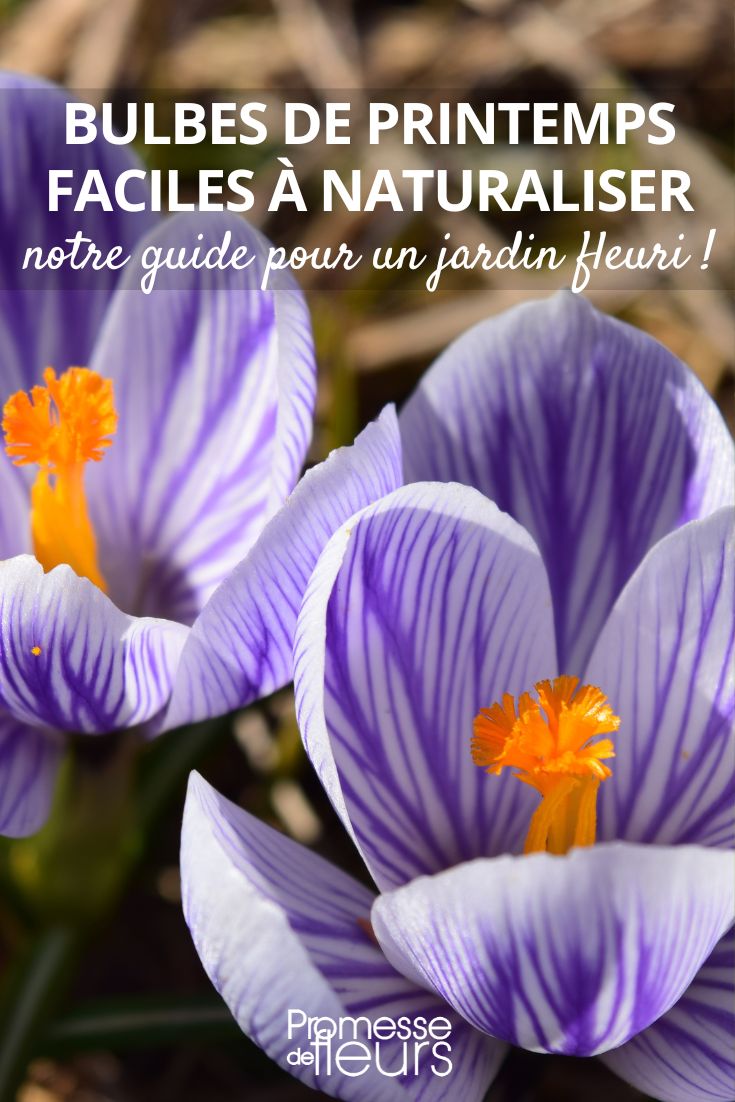 crocus