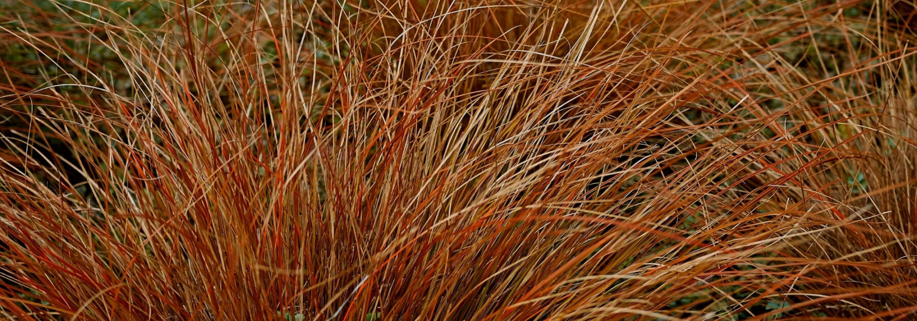 7 carex à planter au soleil : notre sélection