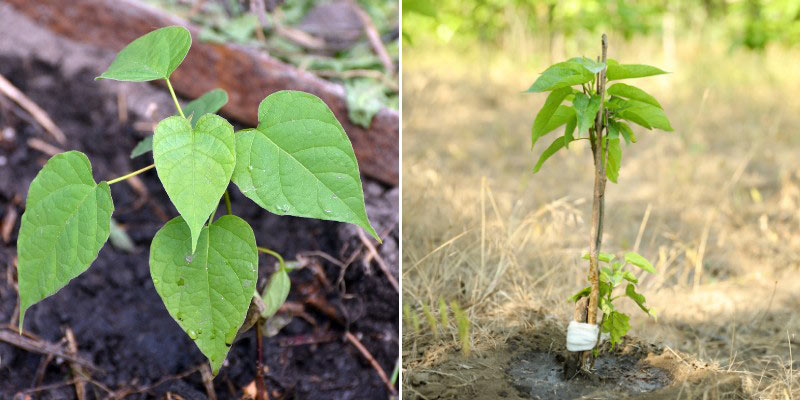 Jeunes plants de Catalpa