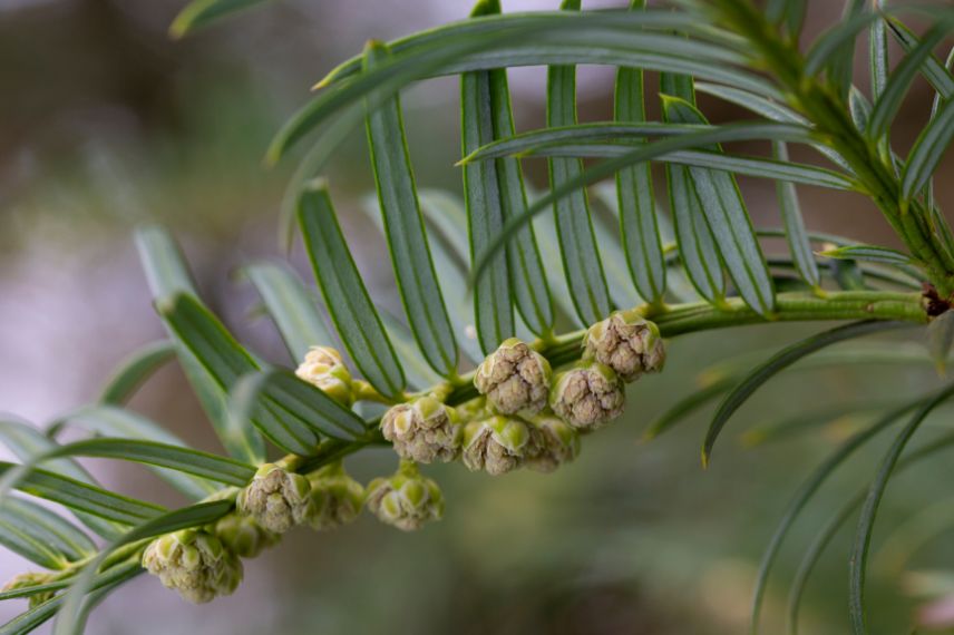 Cephalotaxus harringtonia