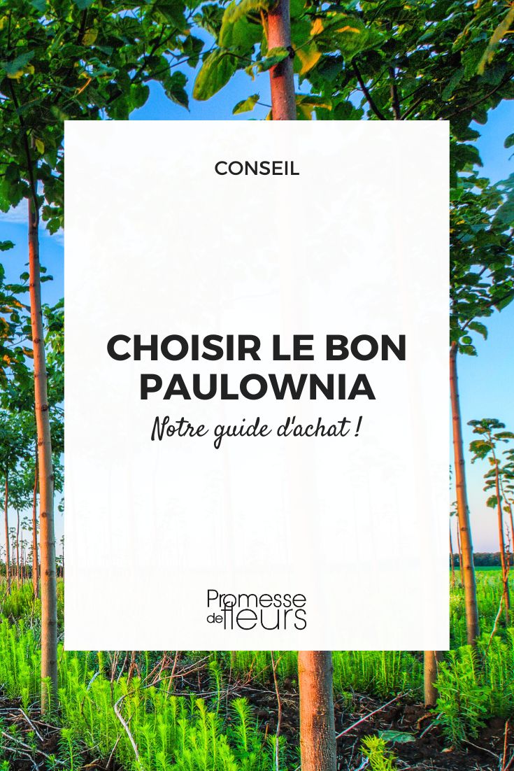 guide d'achat varietes paulownia