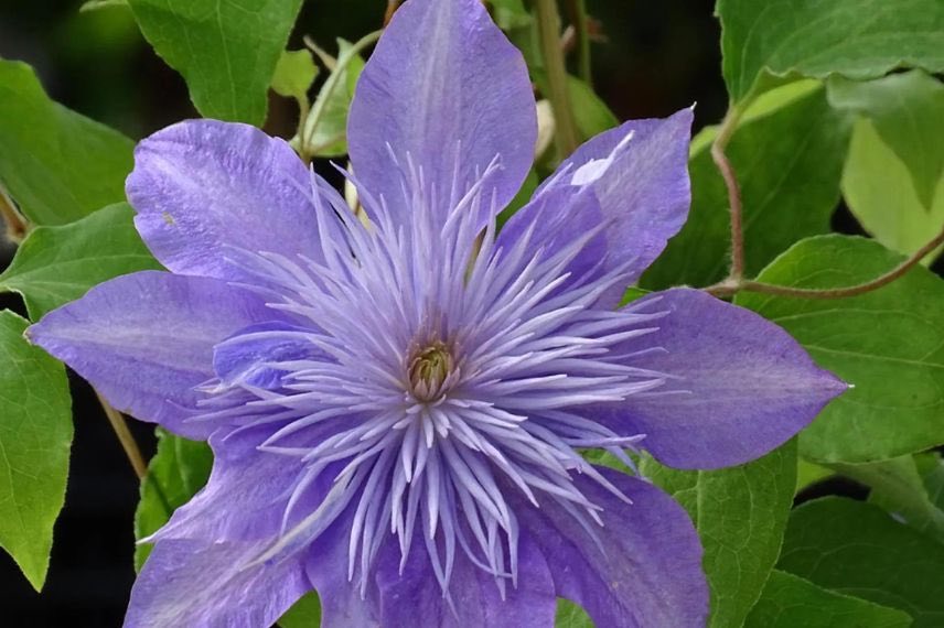 clematis crystal fountain