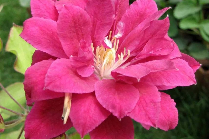 clematis red star