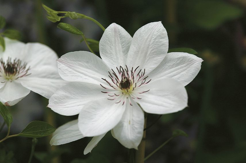 clematite à floraison printanière